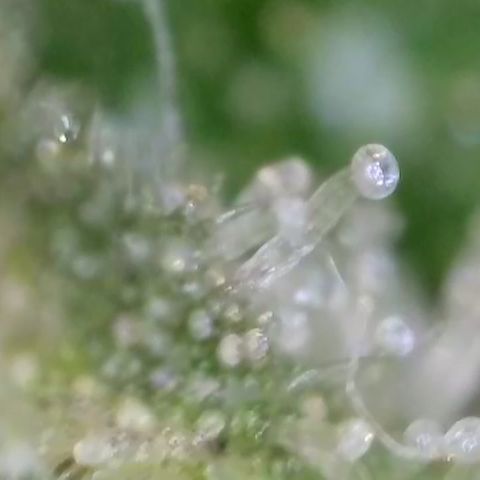 GMC f1 3.4 Fullmoon t63 growlog timeline photo