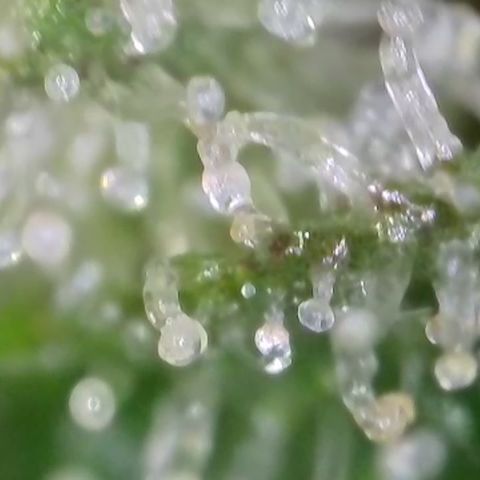 GMC f1 3.4 Fullmoon t63 growlog timeline photo