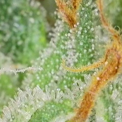 GMC f1 3.4 Fullmoon t63 growlog timeline photo