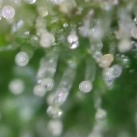 GMC f1 3.4 Fullmoon t63 growlog timeline photo