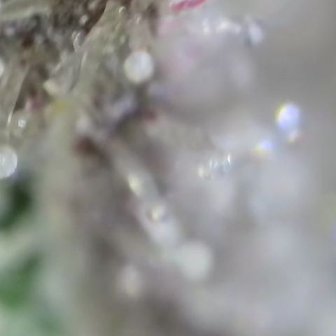 GMC f1 3.4 Fullmoon t63 growlog timeline photo