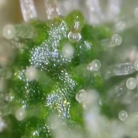 GMC f1 3.4 Fullmoon t63 growlog timeline photo