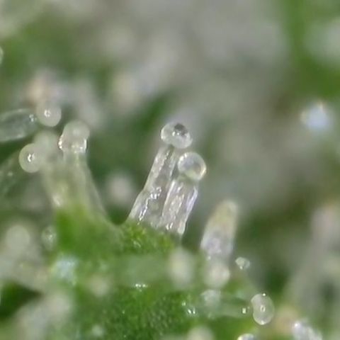 GMC f1 3.4 Fullmoon t63 growlog timeline photo