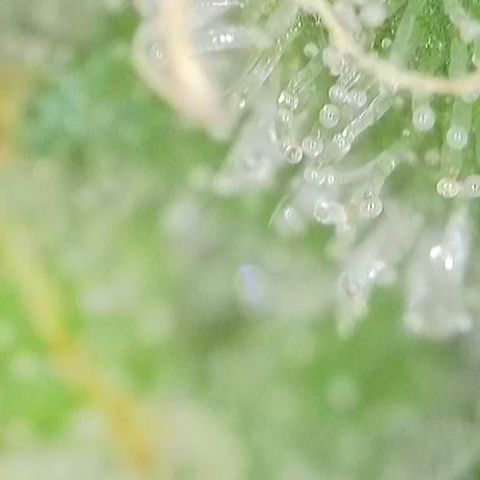 GMC f1 3.4 Fullmoon t63 growlog timeline photo
