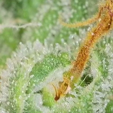 GMC f1 3.4 Fullmoon t63 growlog timeline photo