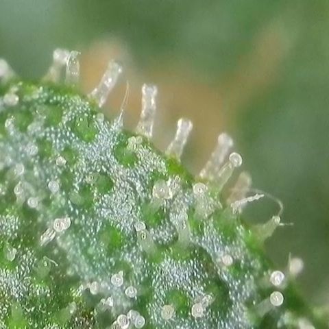 GMC f1 3.4 Fullmoon t63 growlog timeline photo