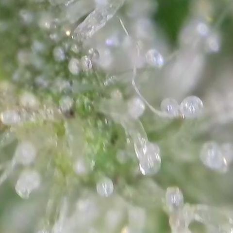 GMC f1 3.4 Fullmoon t63 growlog timeline photo