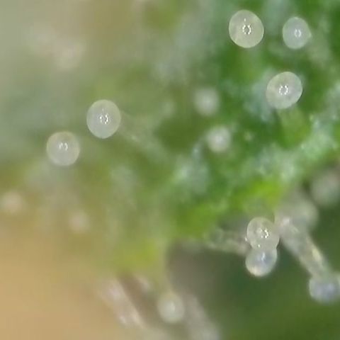 Gismo's Mango Cake F1 #1 growlog timeline photo