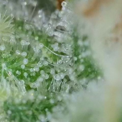 Gismo's Mango Cake F1 #1 growlog timeline photo
