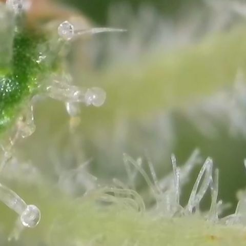 Gismo's Mango Cake F1 #1 growlog timeline photo