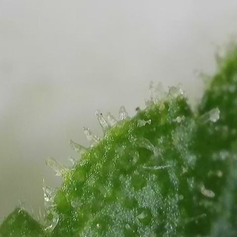 Gismo's Mango Cake F1 #1 growlog timeline photo