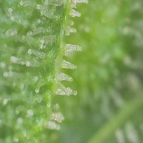 Gismo's Mango Cake F1 #1 growlog timeline photo