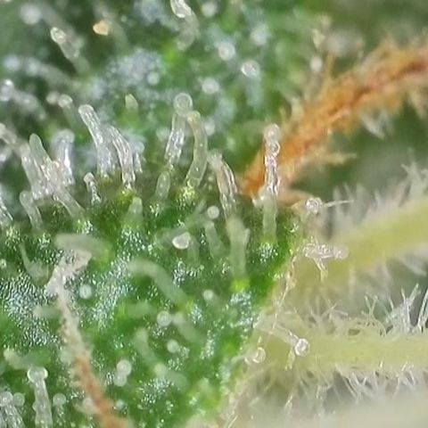 Gismo's Mango Cake F1 #1 growlog timeline photo