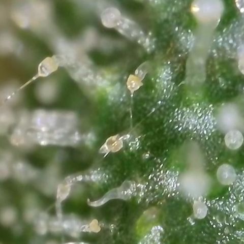 Gismo's Mango Cake F1 #1 growlog timeline photo