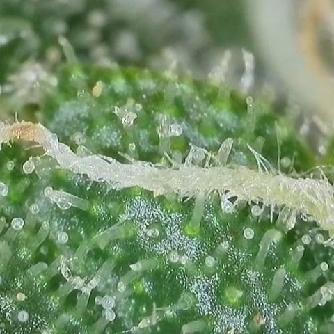 Gismo's Mango Cake F1 #1 growlog timeline photo