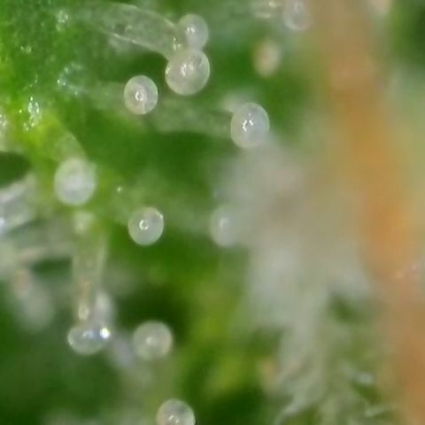 Gismo's Mango Cake F1 #1 growlog timeline photo