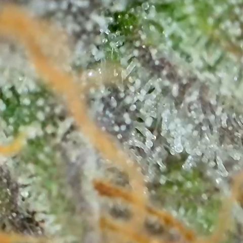 GMC f1 3.4 Fullmoon t63 growlog timeline photo