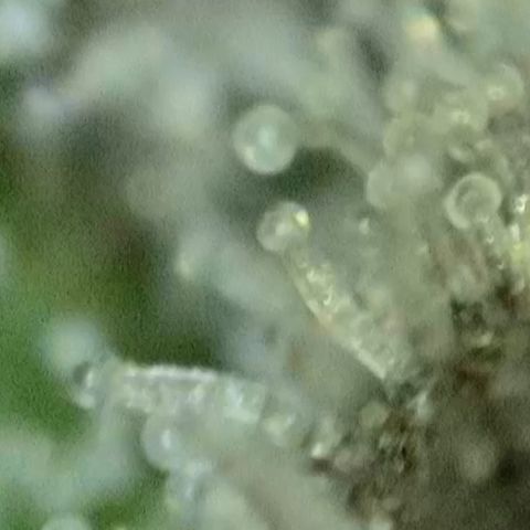 GMC f1 3.4 Fullmoon t63 growlog timeline photo