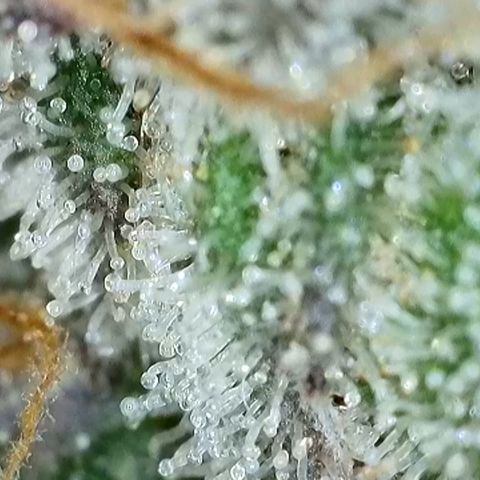 GMC f1 3.4 Fullmoon t63 growlog timeline photo