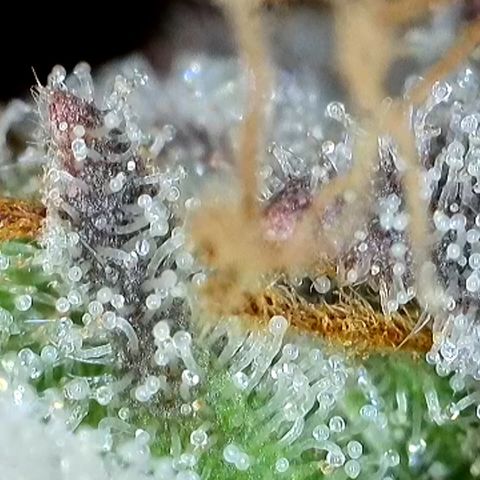 GMC f1 3.4 Fullmoon t63 growlog timeline photo