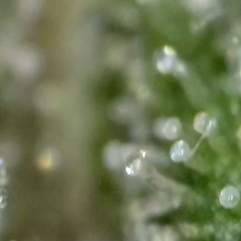 GMC f1 3.4 Fullmoon t63 growlog timeline photo