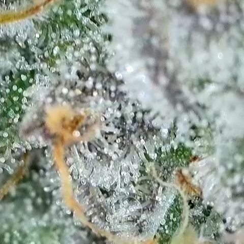 GMC f1 3.4 Fullmoon t63 growlog timeline photo