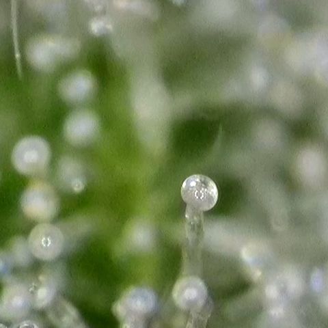 GMC f1 3.4 Fullmoon t63 growlog timeline photo