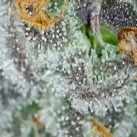 GMC f1 3.4 Fullmoon t63 growlog timeline photo