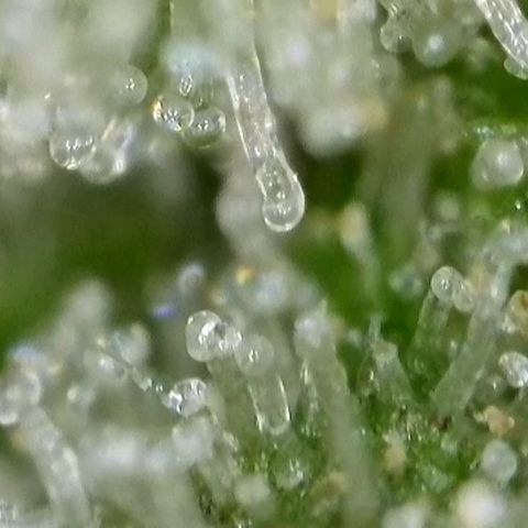 GMC f1 3.4 Fullmoon t63 growlog timeline photo