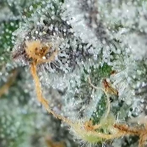 GMC f1 3.4 Fullmoon t63 growlog timeline photo