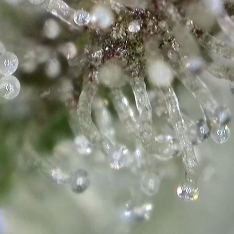 GMC f1 3.4 Fullmoon t63 growlog timeline photo