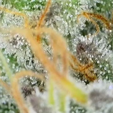 GMC f1 3.4 Fullmoon t63 growlog timeline photo