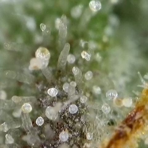 GMC f1 3.4 Fullmoon t63 growlog timeline photo