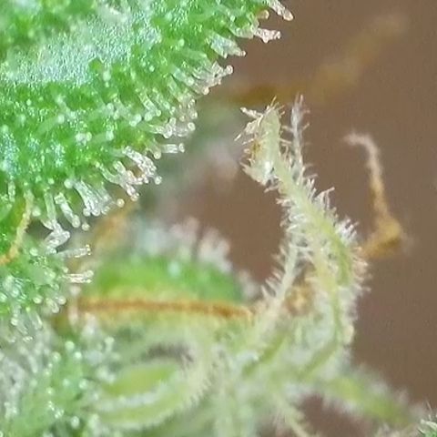 GMC f1 3.4 Fullmoon t63 growlog timeline photo