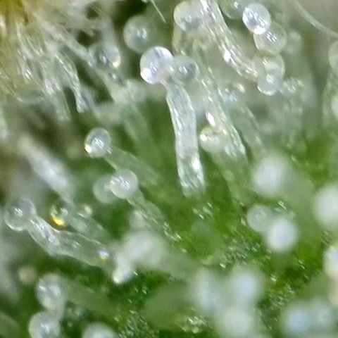 GMC f1 3.4 Fullmoon t63 growlog timeline photo