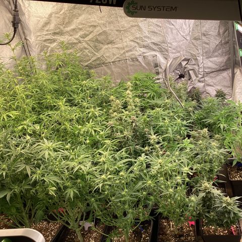 DC Auto growlog timeline photo