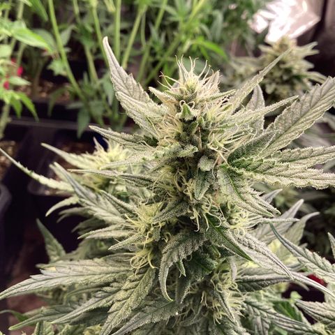 DC Auto growlog timeline photo