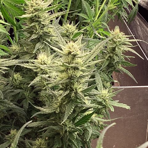 DC Auto growlog timeline photo