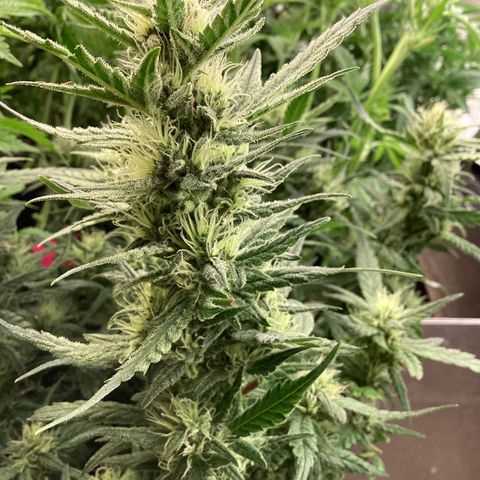 DC Auto growlog timeline photo
