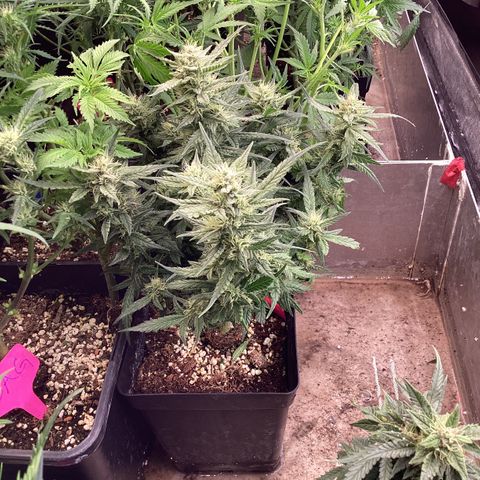 DC Auto growlog timeline photo