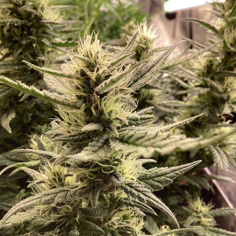 DC Auto growlog timeline photo