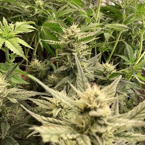 DC Auto growlog timeline photo