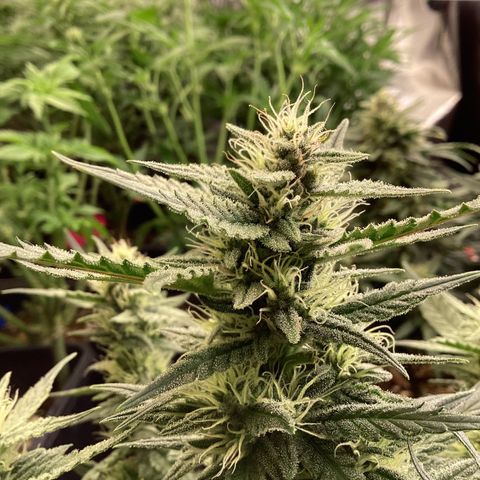 DC Auto growlog timeline photo