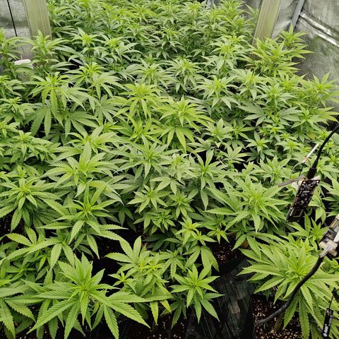 GMC G2 6.5 / Phänotyp A-H growlog timeline photo