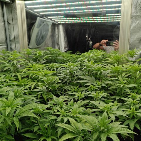 GMC G2 6.5 / Phänotyp A-H growlog timeline photo