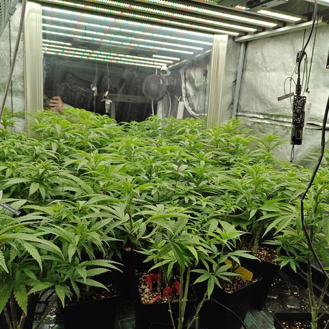 GMC G2 6.5 / Phänotyp A-H growlog timeline photo