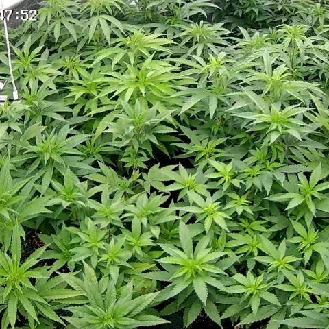 GMC G2 6.5 / Phänotyp A-H growlog timeline photo