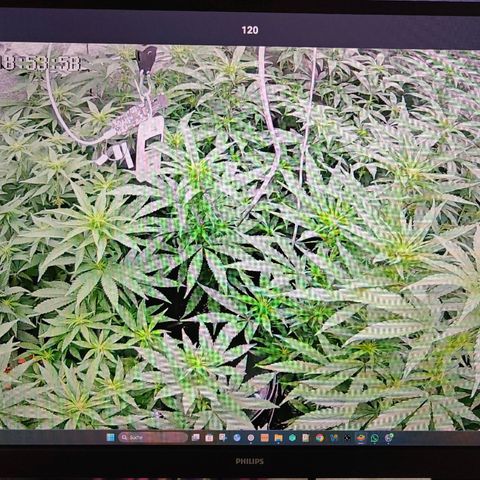 GMC G2 6.5 / Phänotyp A-H growlog timeline photo