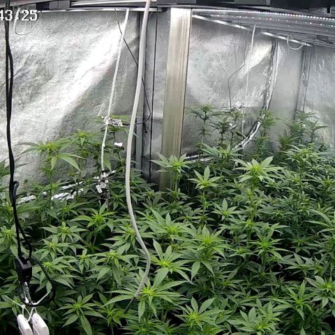 GMC G2 6.5 / Phänotyp A-H growlog timeline photo