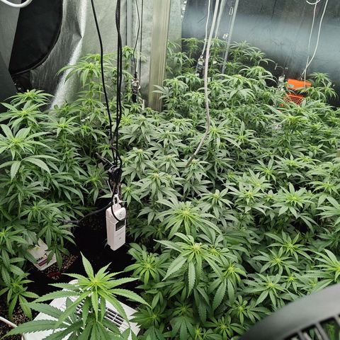 GMC G2 6.5 / Phänotyp A-H growlog timeline photo